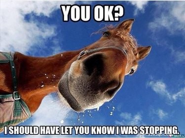 25 memes voor mensen die van paarden houden