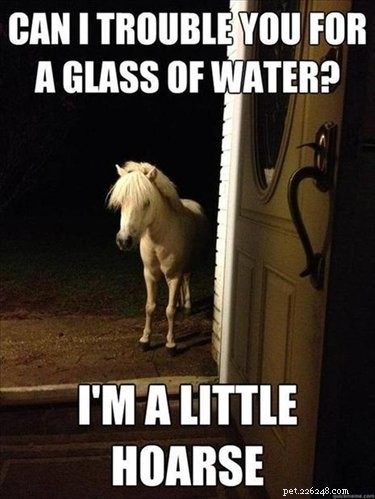 25 memes para pessoas que amam cavalos