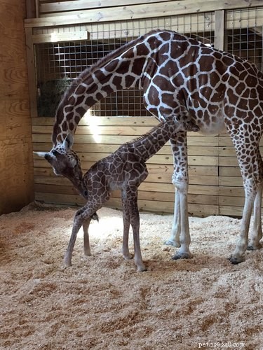 Sledujte, jak April žirafa (konečně) zdraví své zbrusu nové miminko