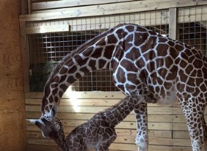 Se As April The Giraffe (Äntligen) hälsar hennes splitternya bebis