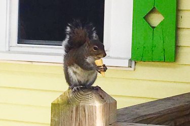 Guarda come lo scoiattolo che vive sul campo da minigolf cena sui mini coni gelato