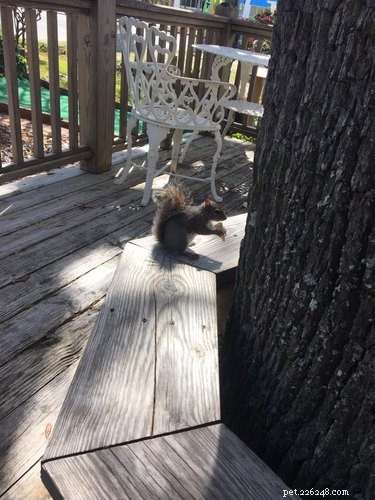미니 골프 코스에 사는 다람쥐가 미니 아이스크림 콘에서 식사하는 모습을 지켜보십시오.