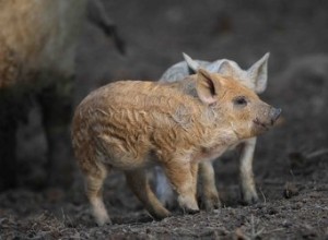 Přestaňte se vším a podívejte se na tato pohádková prasátka s kudrnatými vlasy