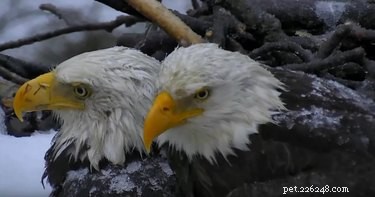 Les aigles gardant leurs œufs au chaud pendant la tempête de neige écrasent les objectifs des parents
