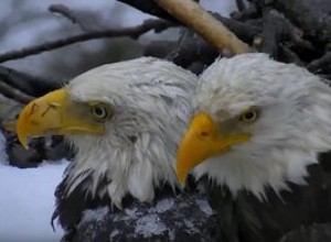 Örnar som håller ägg varma under snöstorm krossar föräldrarnas mål