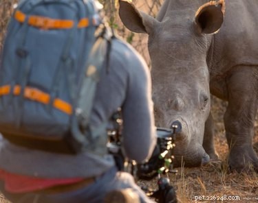 Властный носорог требует, чтобы фотограф дикой природы растирал ему живот, потому что, конечно же, она это делает