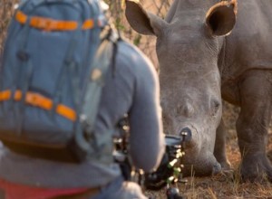 Bossy Rhino kräver magen gnids från Wildlife Photog eftersom hon självklart gör det