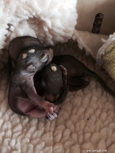 Você vai enlouquecer com esses esquilos bebês alimentados com mamadeira