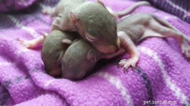 Você vai enlouquecer com esses esquilos bebês alimentados com mamadeira