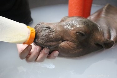 Le bébé hippopotame prématuré d un mois est trop lourd pour être porté par le personnel