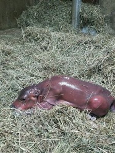 Il cucciolo di ippopotamo prematuro di un mese è troppo pesante da trasportare per il personale