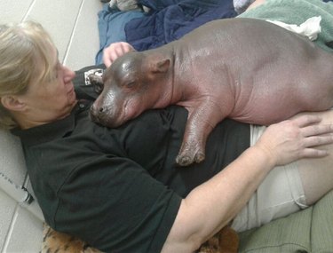 Il cucciolo di ippopotamo prematuro di un mese è troppo pesante da trasportare per il personale