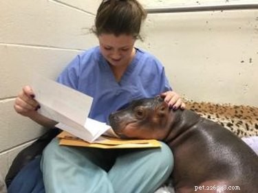 Premature baby-nijlpaard van een maand oud is te zwaar voor personeel om te dragen