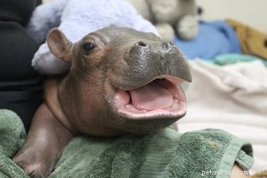 O bebê hipopótamo prematuro de um mês é pesado demais para a equipe carregar