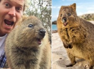 Quokkas är de sötaste varelserna du förmodligen borde ta en selfie med