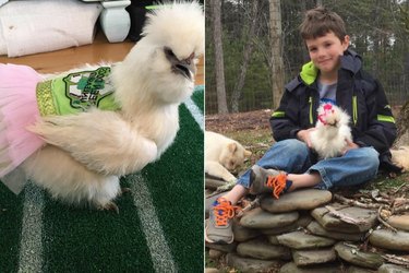 Little Boys BFF Is A Therapy Chicken Who Wears A Pink Tutu