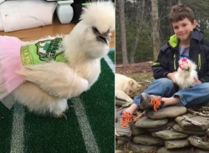 Little Boys BFF Is A Therapy Chicken Who Wears A Pink Tutu