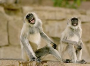 Blooper Reel de PBS Spy In The Wild nous rappelle que les animaux sont Derpy AF