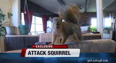 Herói esquilo ataca ladrão e salva o dia