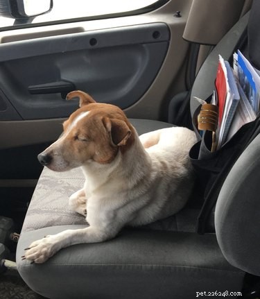 Jack Russell Terrier conduce il camionista al coniglietto abbandonato