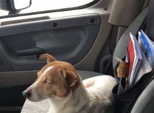 Un Jack Russell Terrier mène un chauffeur de camion vers un lapin abandonné