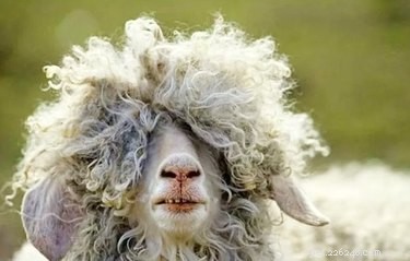 11 animaux qui comprennent votre mauvais jour de cheveux à un niveau personnel
