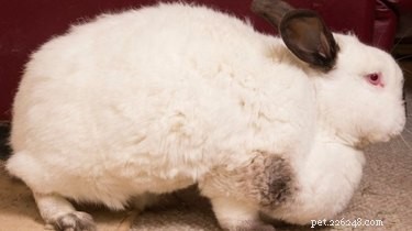 Il coniglietto paffuto si mette a dieta dopo essere stato scambiato per un cane