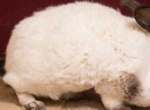 Chubby Bunny satte på diet efter att ha blivit misstagen för en hund