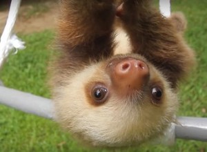 Bébé paresseux disant : Maman  est la personne dont vous avez besoin en ce moment