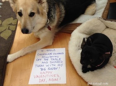 11 животных, которые испортили День святого Валентина