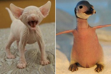 11 photos de créatures nues qui changeront à jamais votre regard sur les animaux