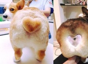 Le corgi le plus mignon jamais ravi d une nouvelle coiffure maladroite