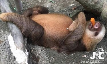 13 bradipi che non crederai esistano