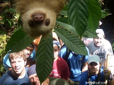 13 bradipi che non crederai esistano