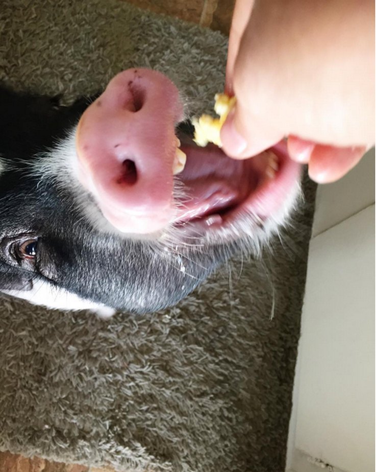 Literalmente as imagens de porco mais engraçadas que já vimos