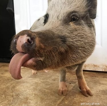 文字通り、これまでに見た中で最もおかしな豚の写真 