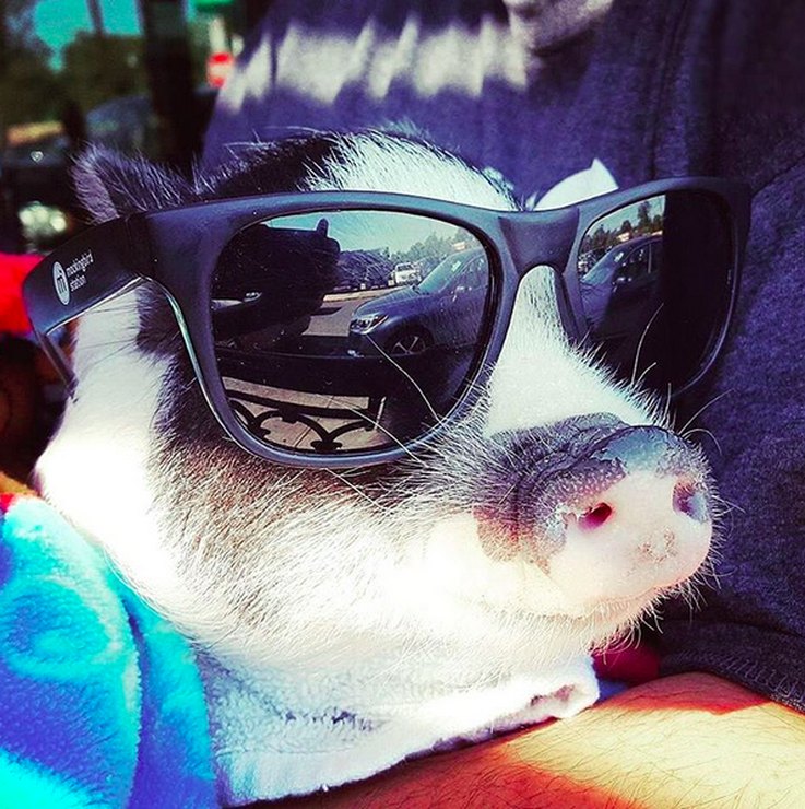 文字通り、これまでに見た中で最もおかしな豚の写真 
