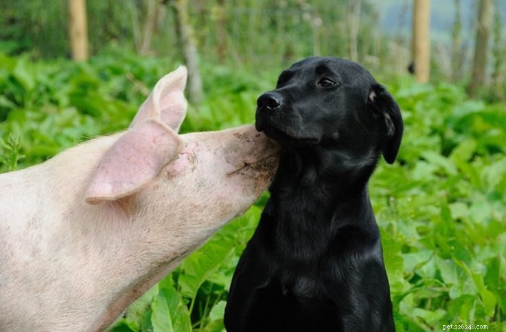 Letteralmente le foto di maiali più divertenti che abbiamo mai visto