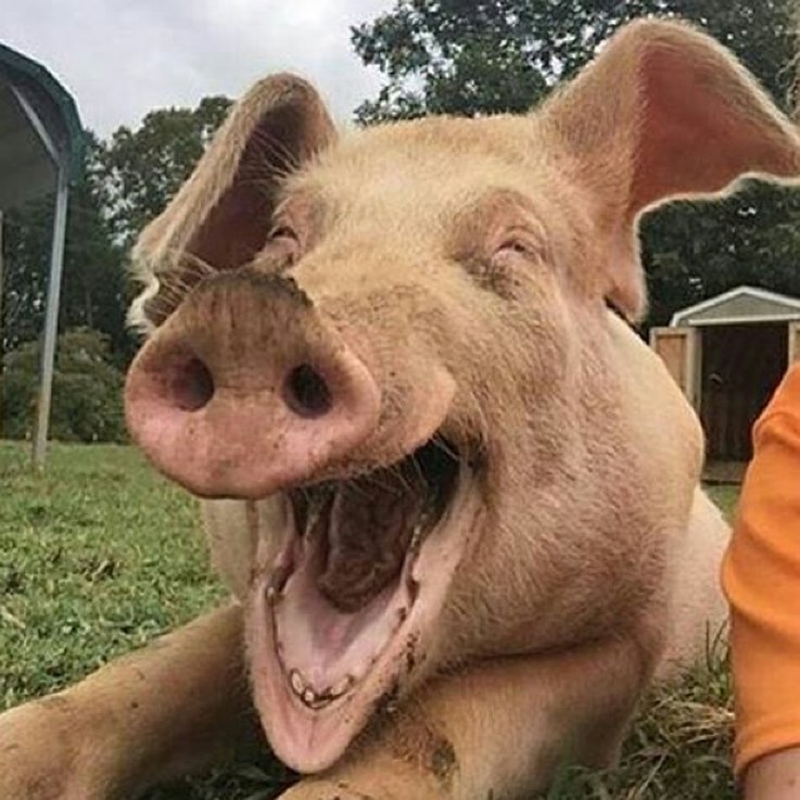 Letterlijk de grappigste varkensfoto s die we ooit hebben gezien