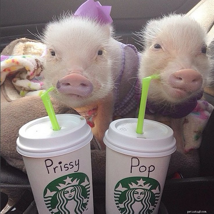 Самые смешные фотографии свиней, которые мы когда-либо видели