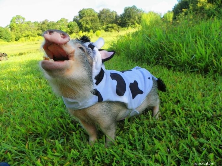 Letteralmente le foto di maiali più divertenti che abbiamo mai visto