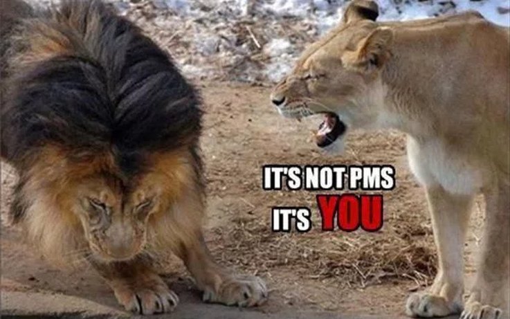 PMS를 완벽하게 보여주는 동물 밈