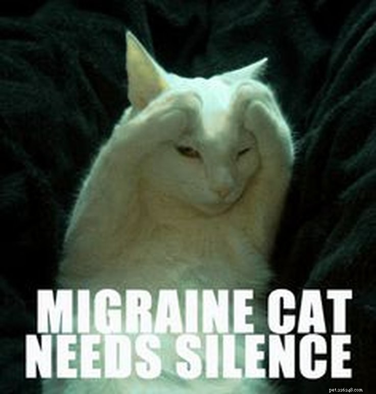 Meme animali che illustrano perfettamente la sindrome premestruale