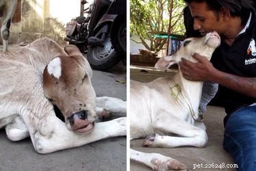11 самых трогательных случаев спасения животных