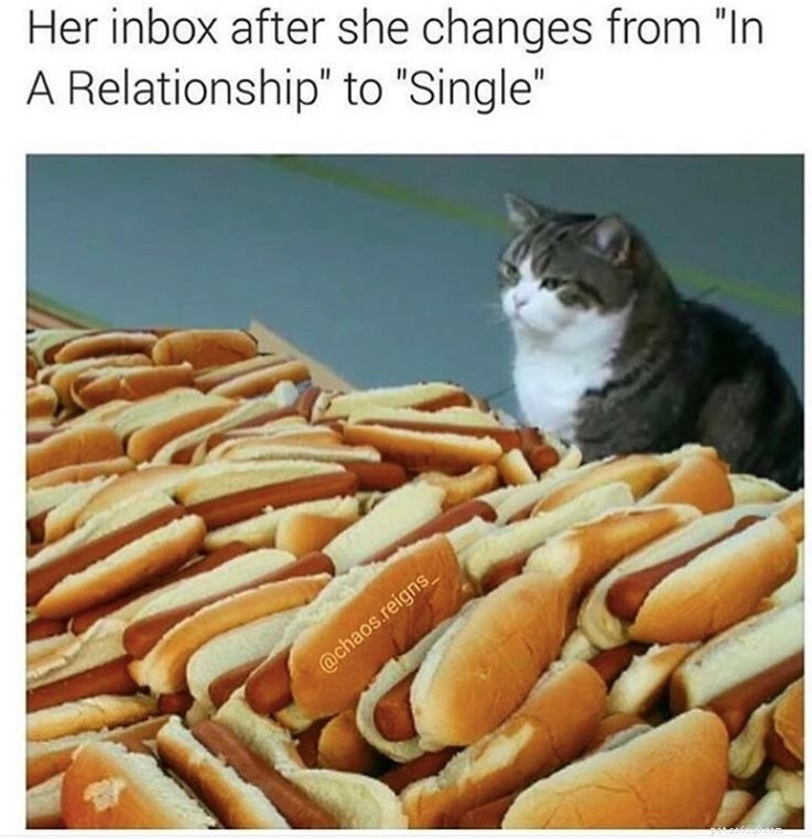 Meme animali che descrivono perfettamente la tua triste vita da single