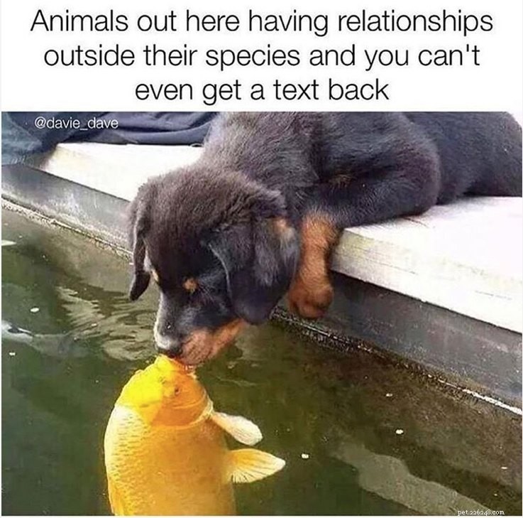Meme animali che descrivono perfettamente la tua triste vita da single