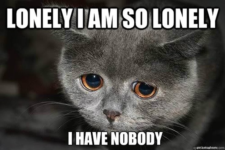 Мемы с животными, которые идеально описывают вашу грустную одинокую жизнь