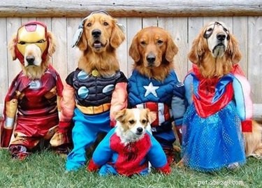 11 costumi da supereroe per animali domestici