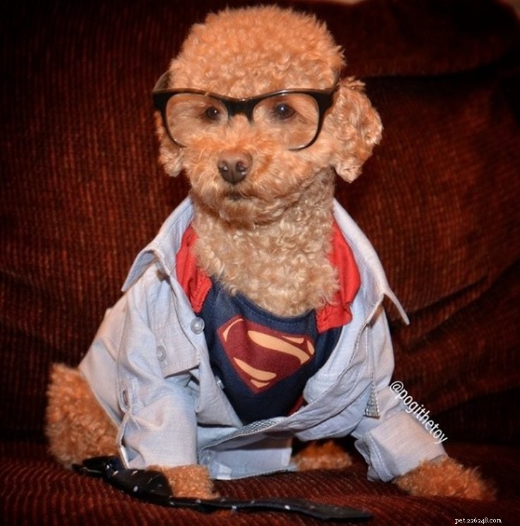 11 костюмов супергероев для домашних животных
