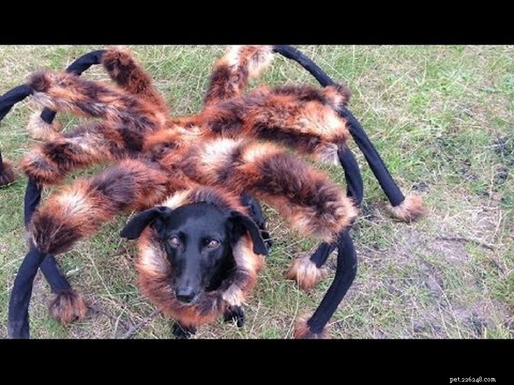 13 riktigt skrämmande husdjurskostymer